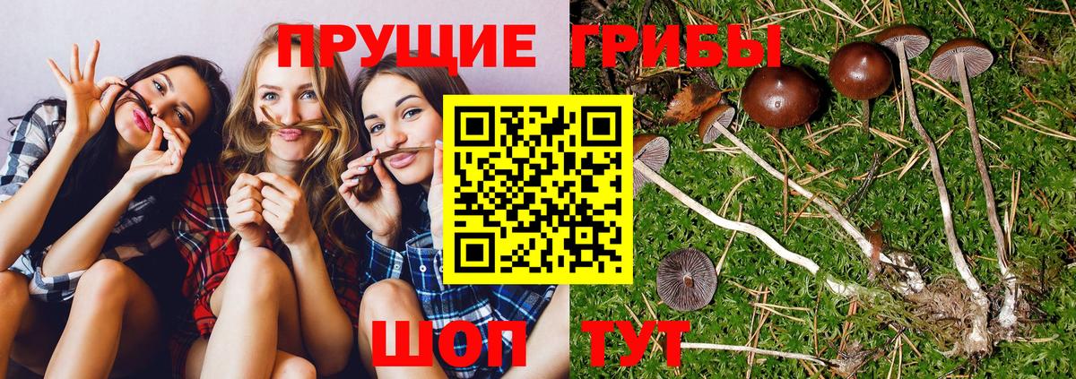 Псилоцибиновые грибы мицелий Городец